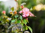 miksan01gardens-bokeh-pano-3915